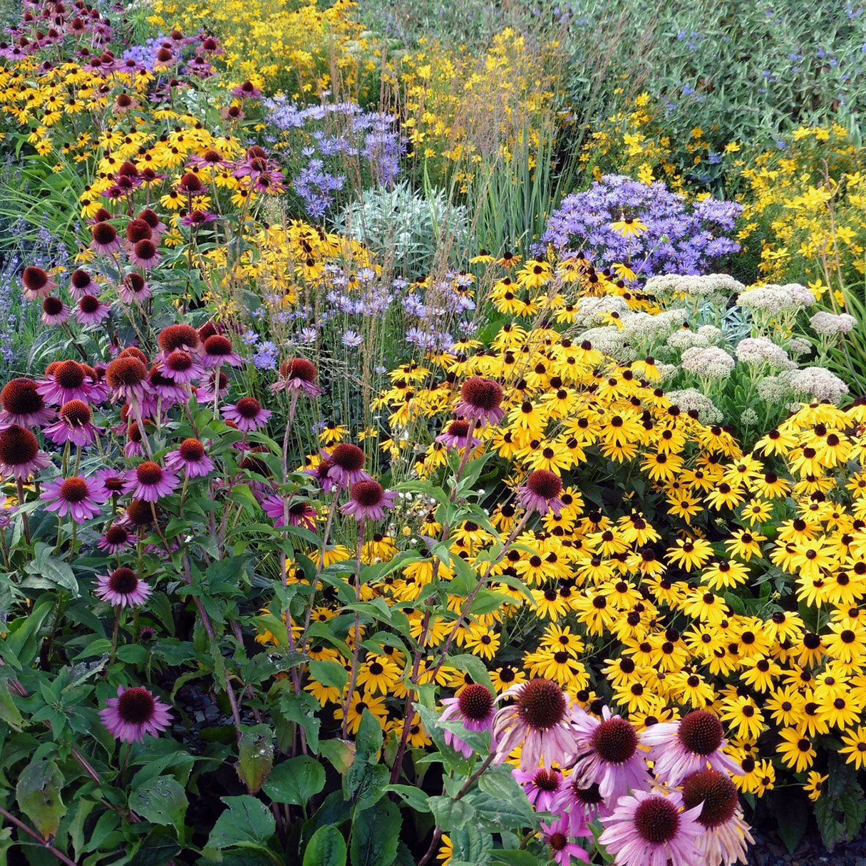 Perennials