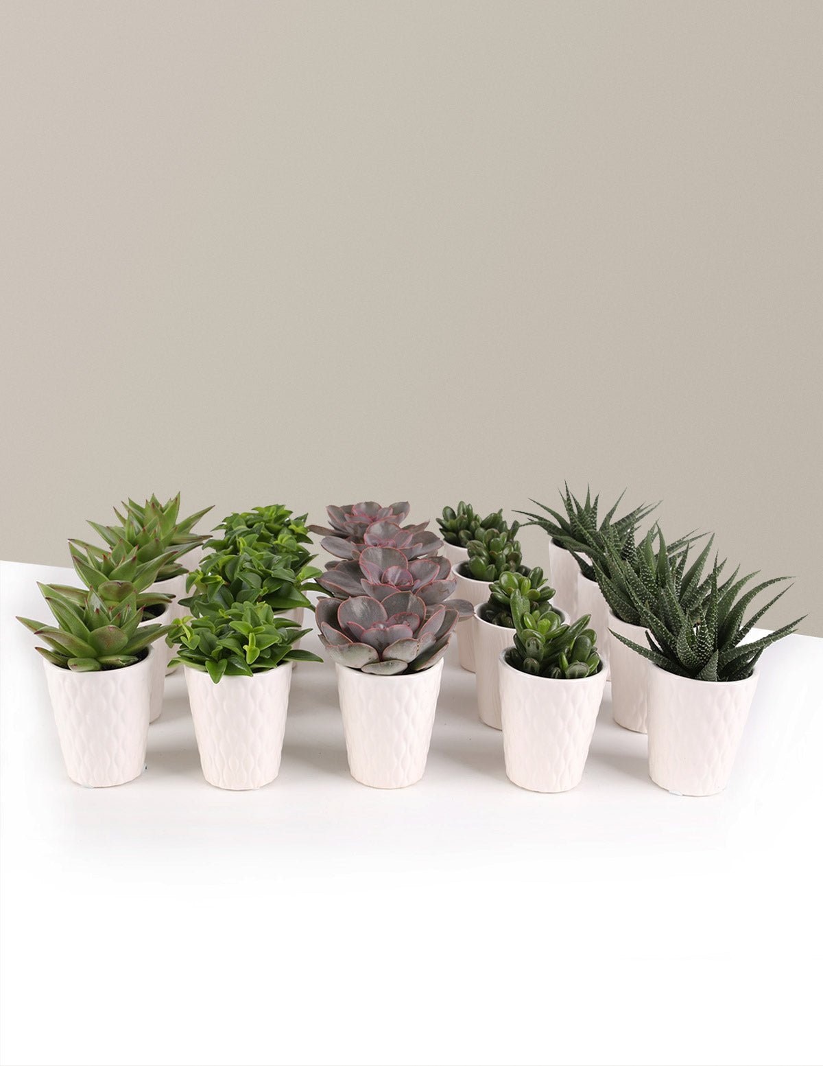 Plant Party Packs