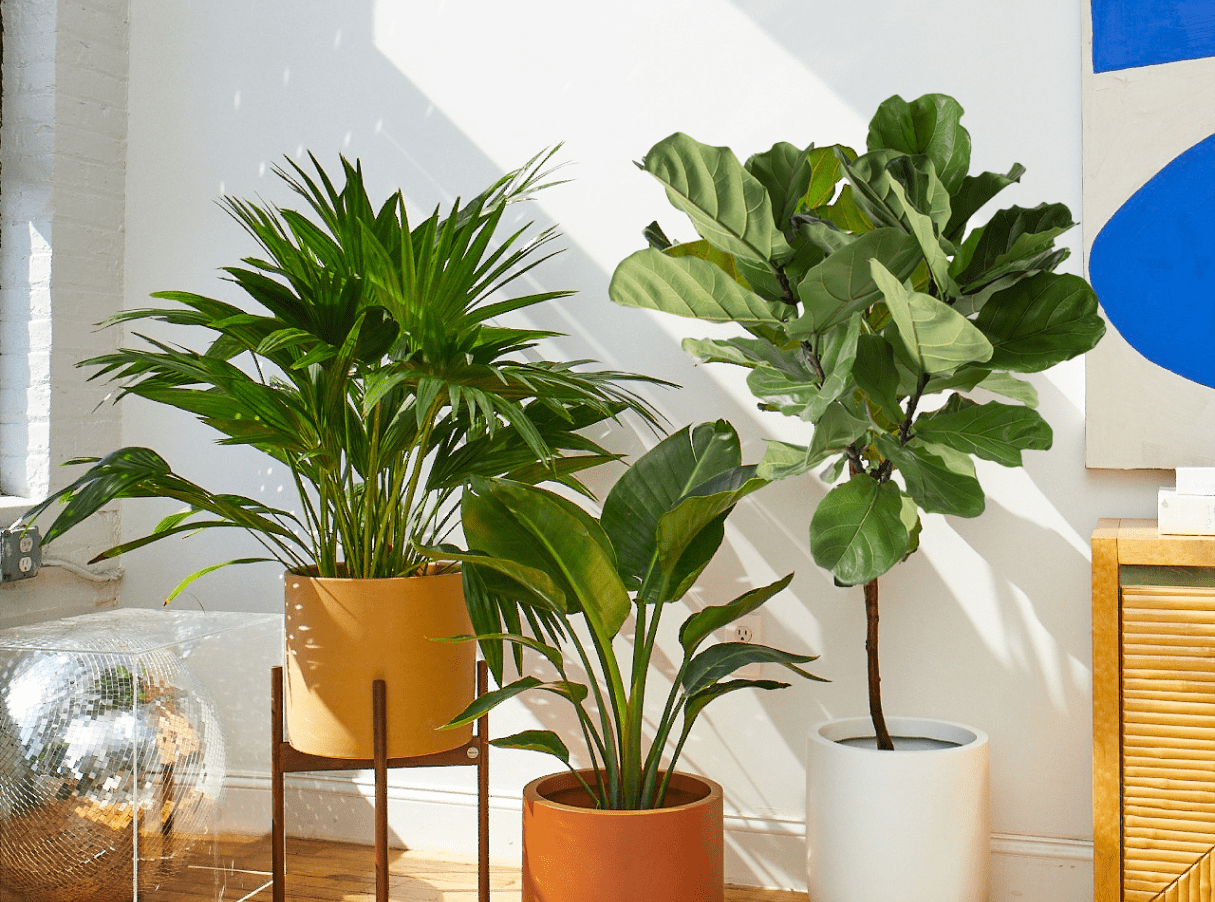 Plant Sale & Deals