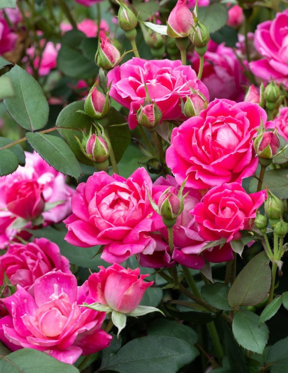 Rose Bushes