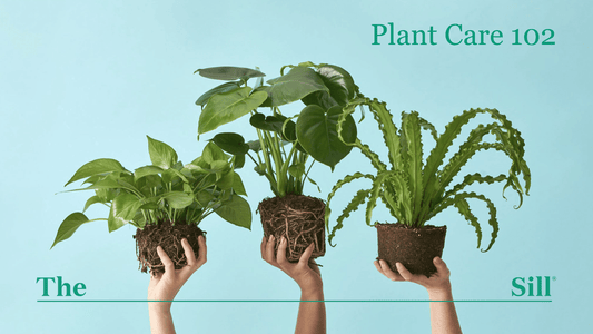 Plant Care 102