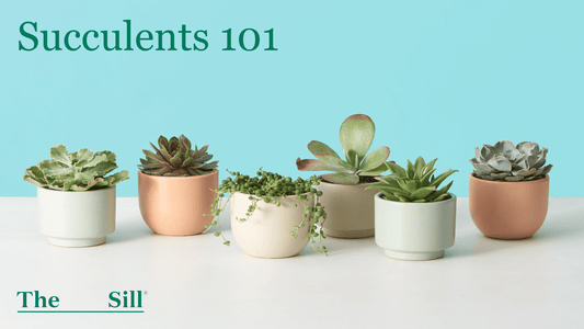 Succulents 101