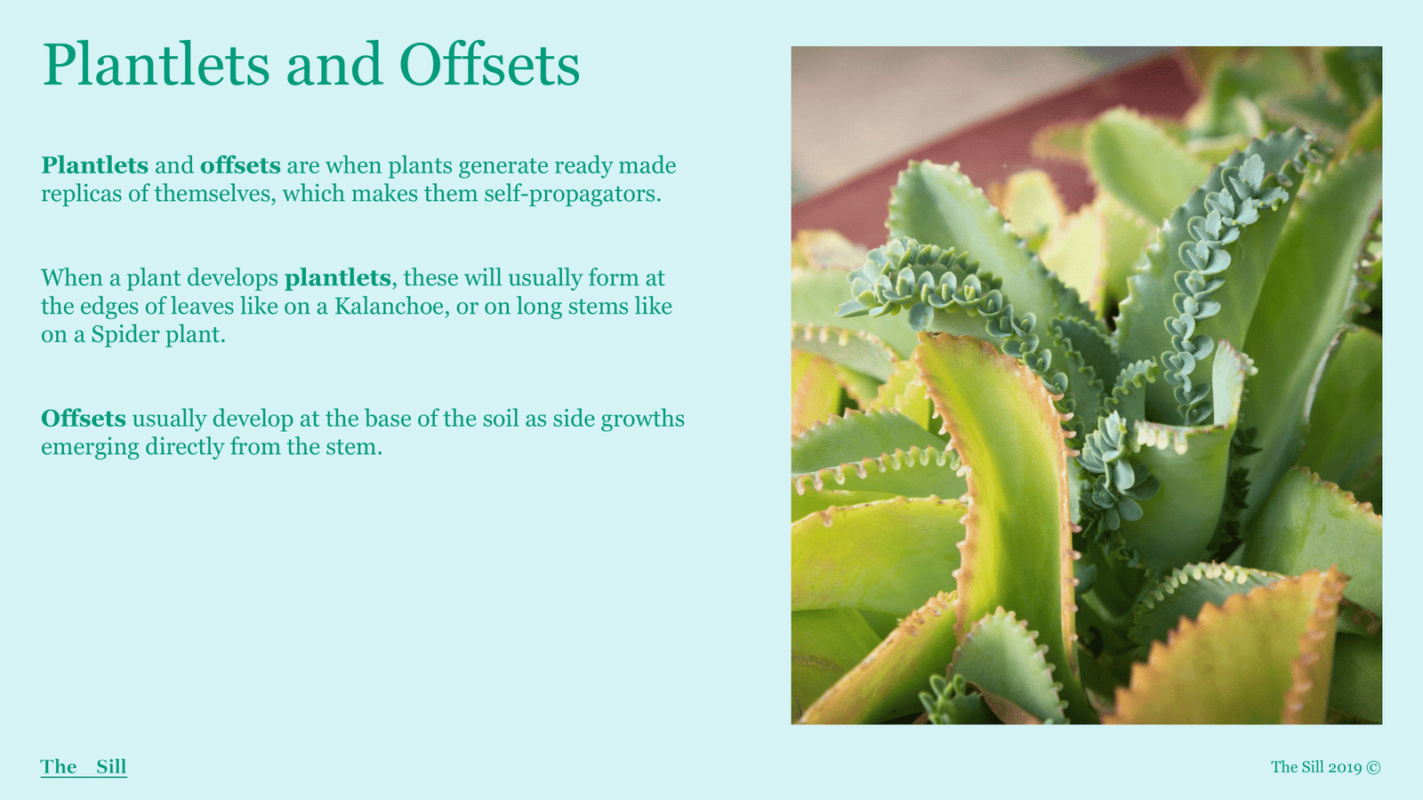 Slide 9