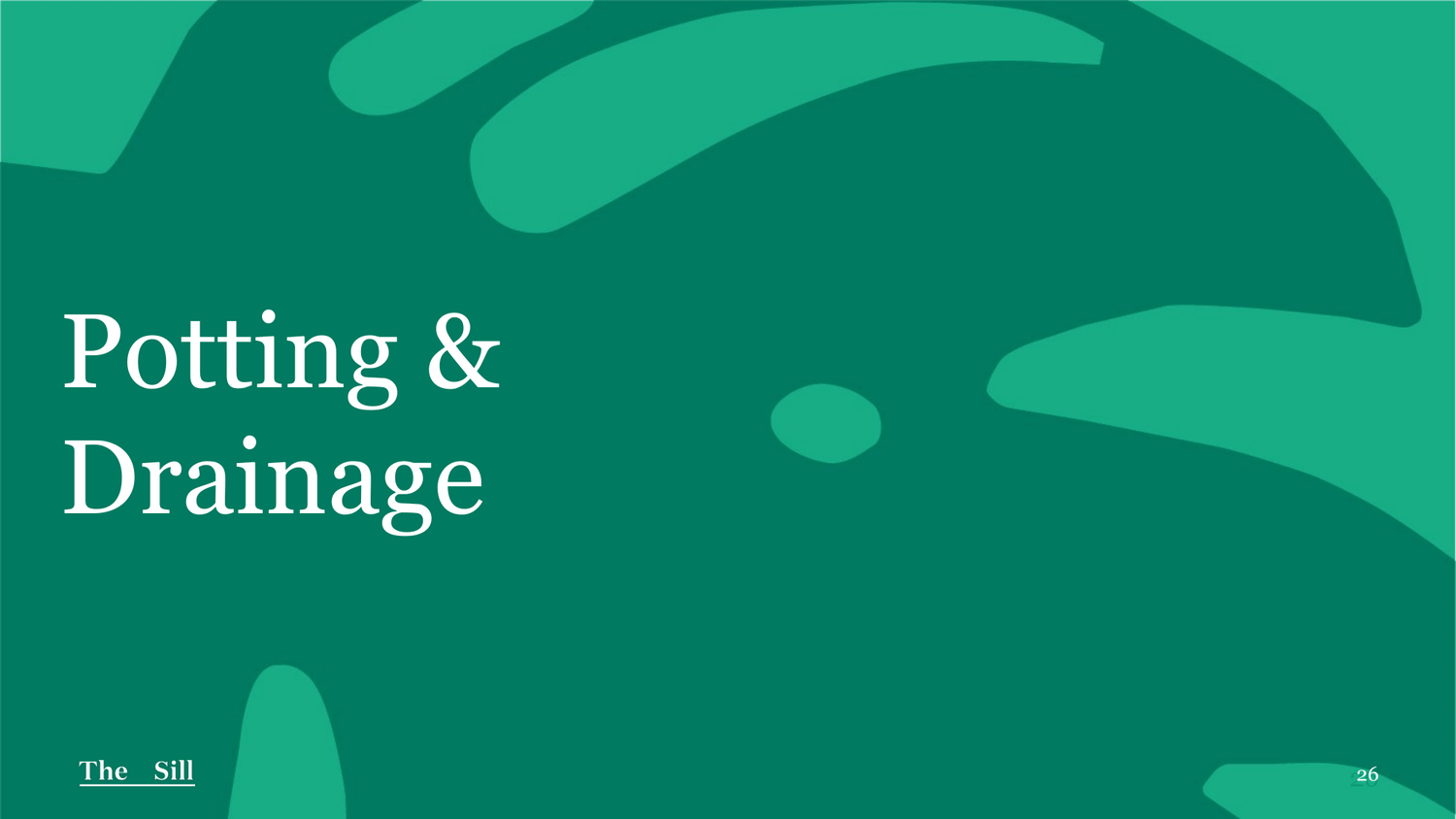 Potting & Drainage