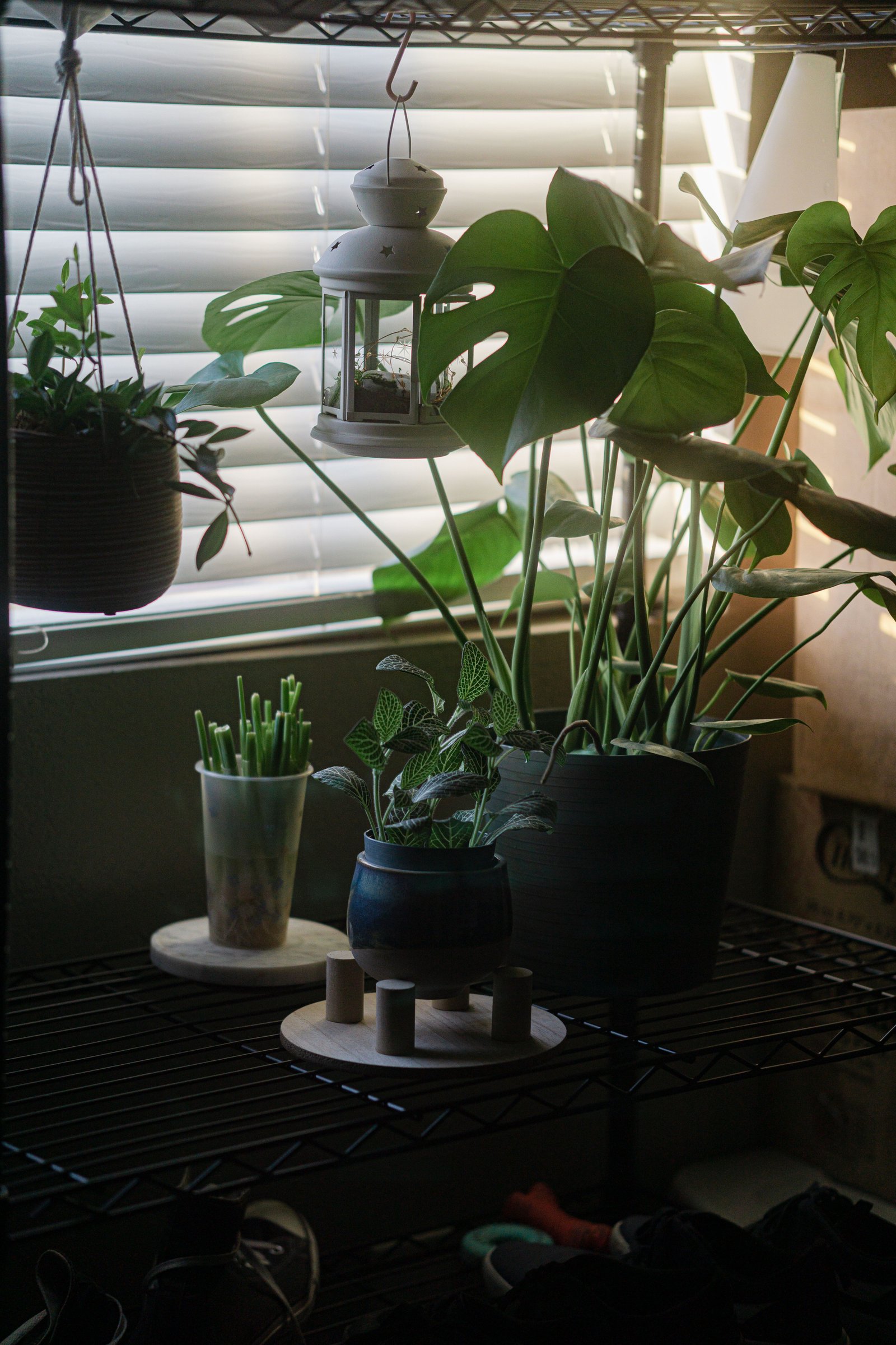 Find your perfect plant