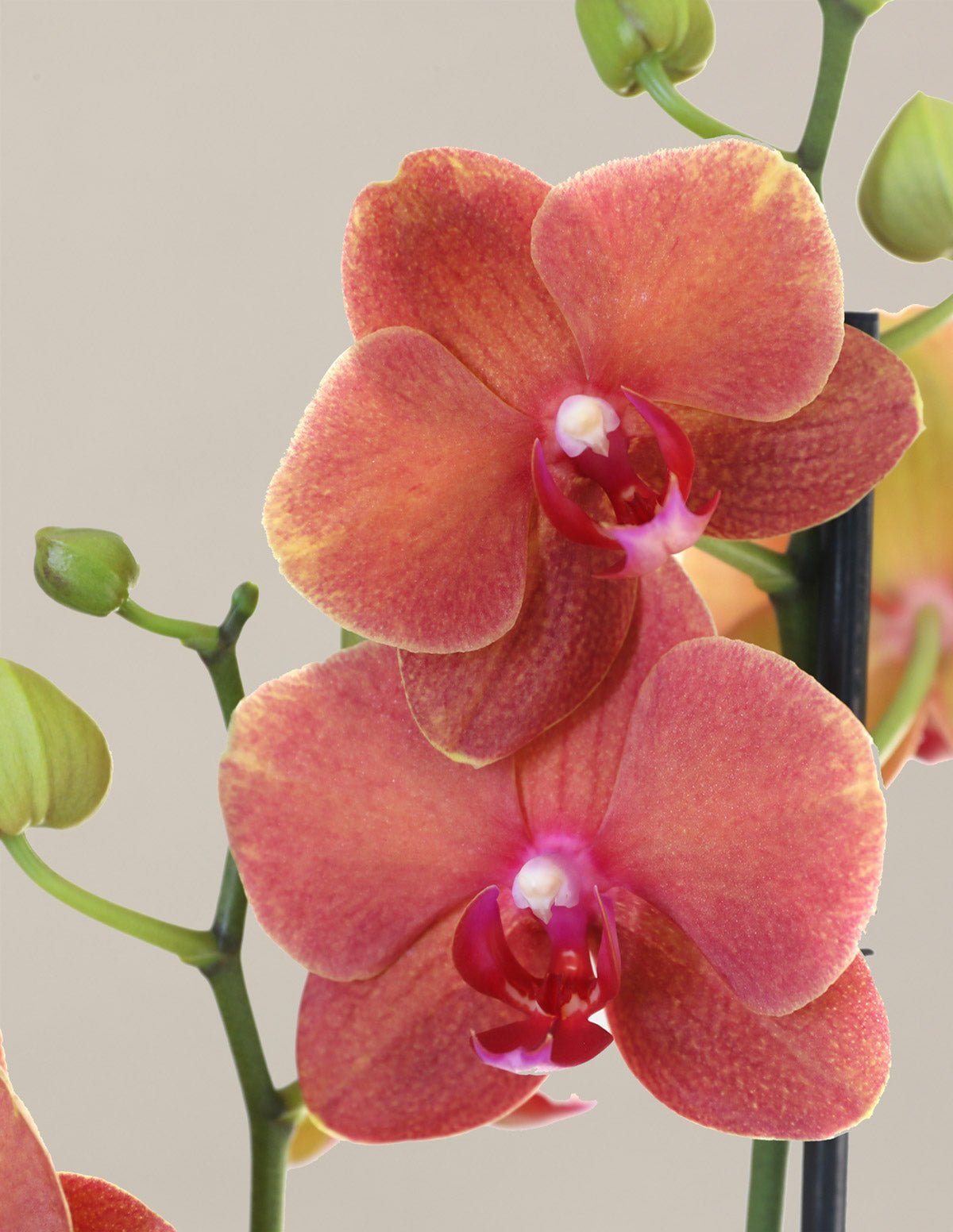 Flowering Now →