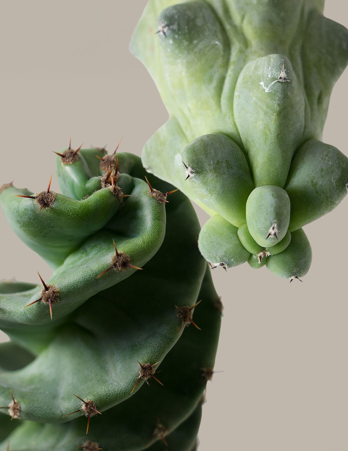 Rare & Unusual →