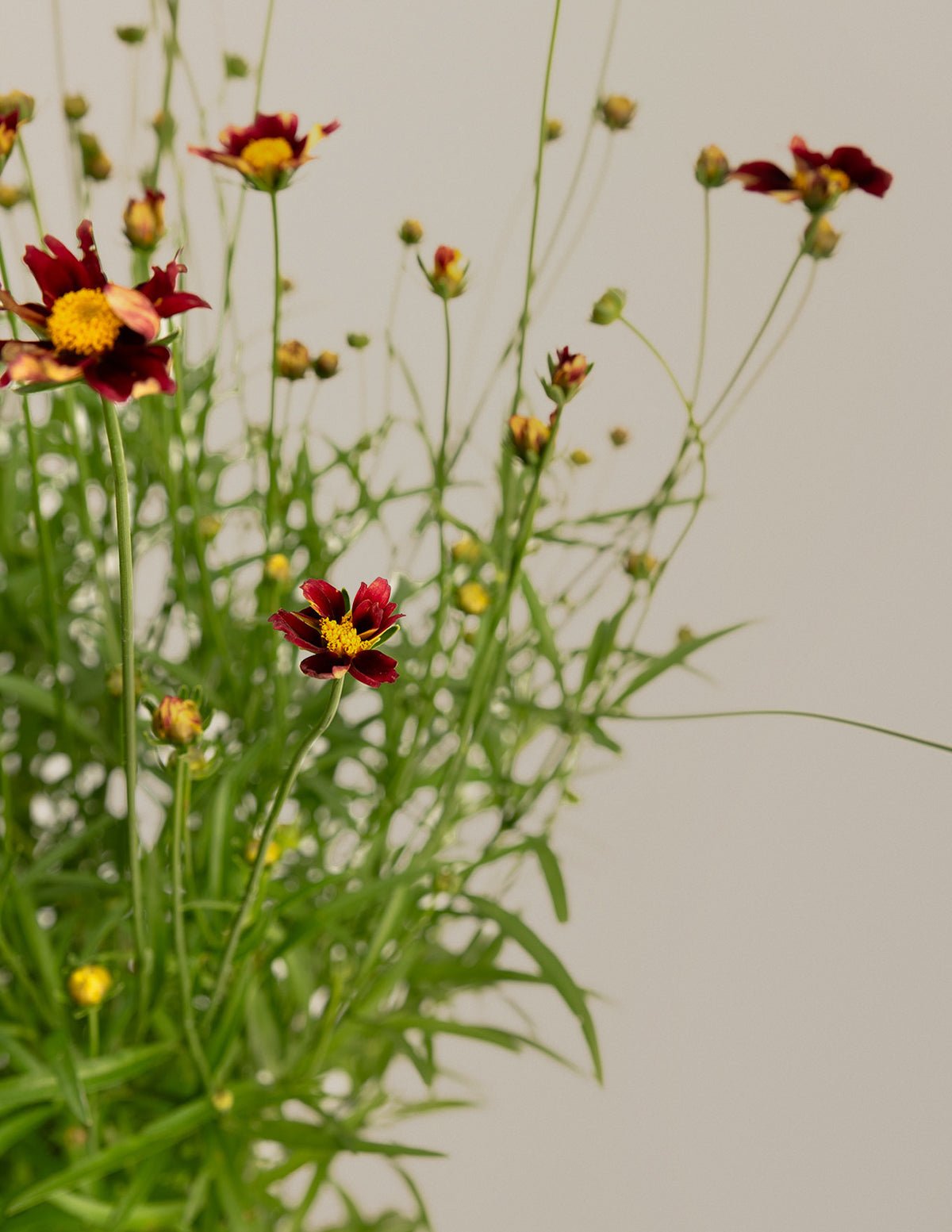 Perennial Flowers →