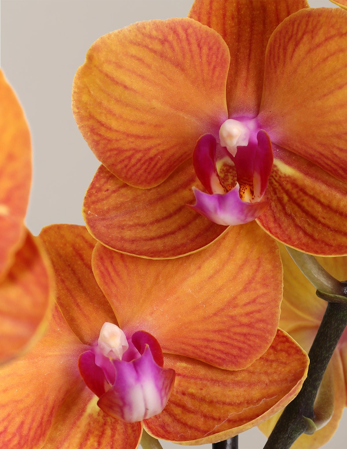 Colorful Orchids →
