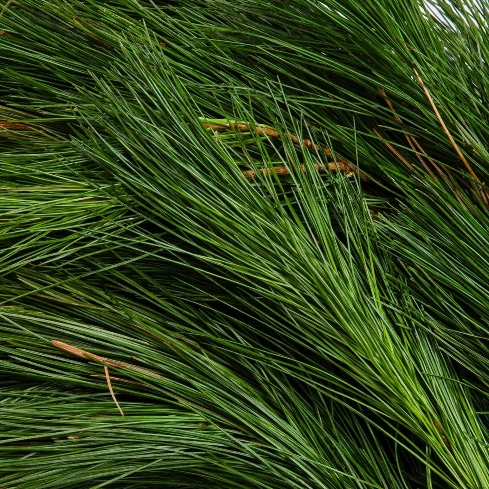 15 Ft. White Pine Garland Hover