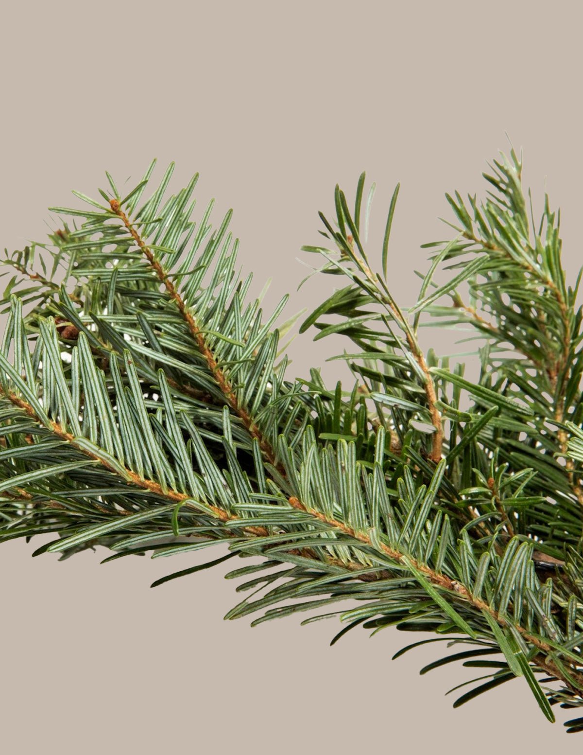 25 Ft. Fraser Fir Garland Hover