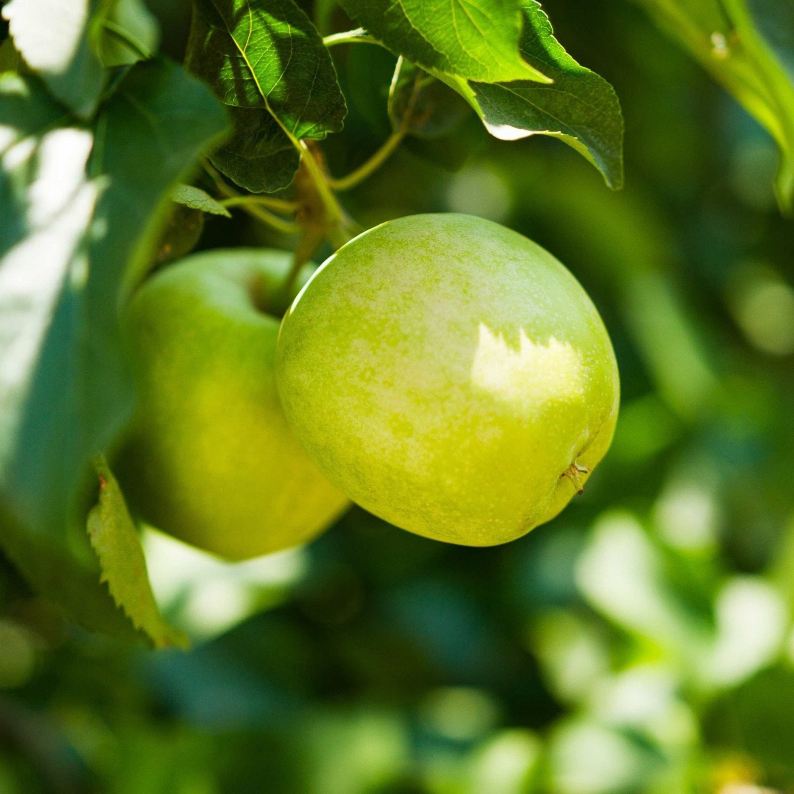 3-in-1 Apple Tree Hover