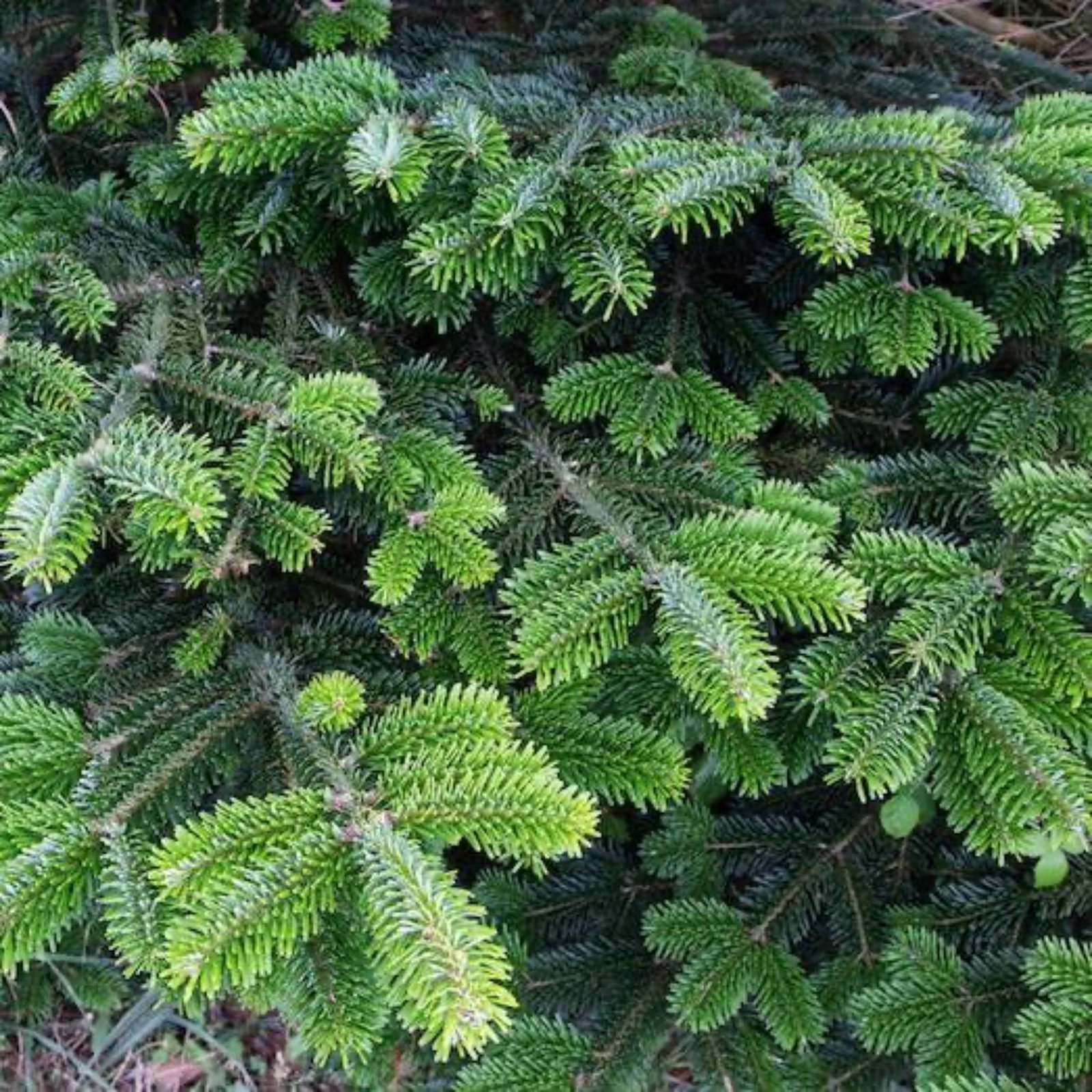 6 Ft. Fraser Fir Tree (Live Cut) Hover