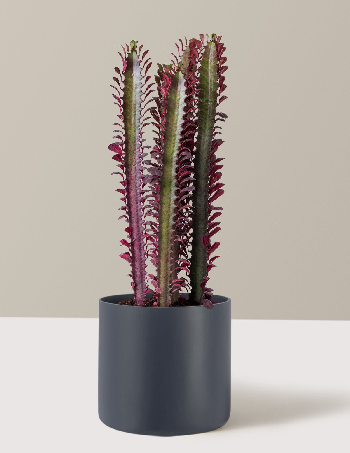 Gallery Image 6