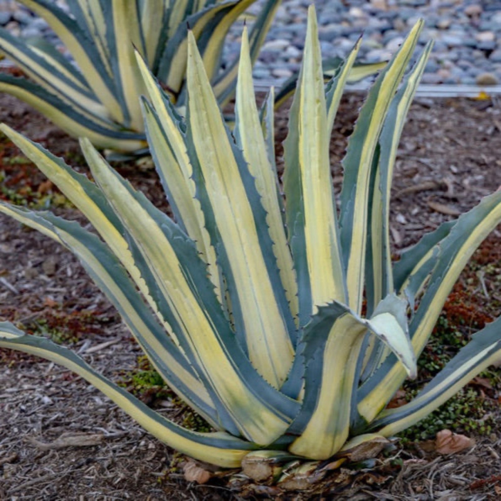 Agave Americana Mediopicta Alba Hover