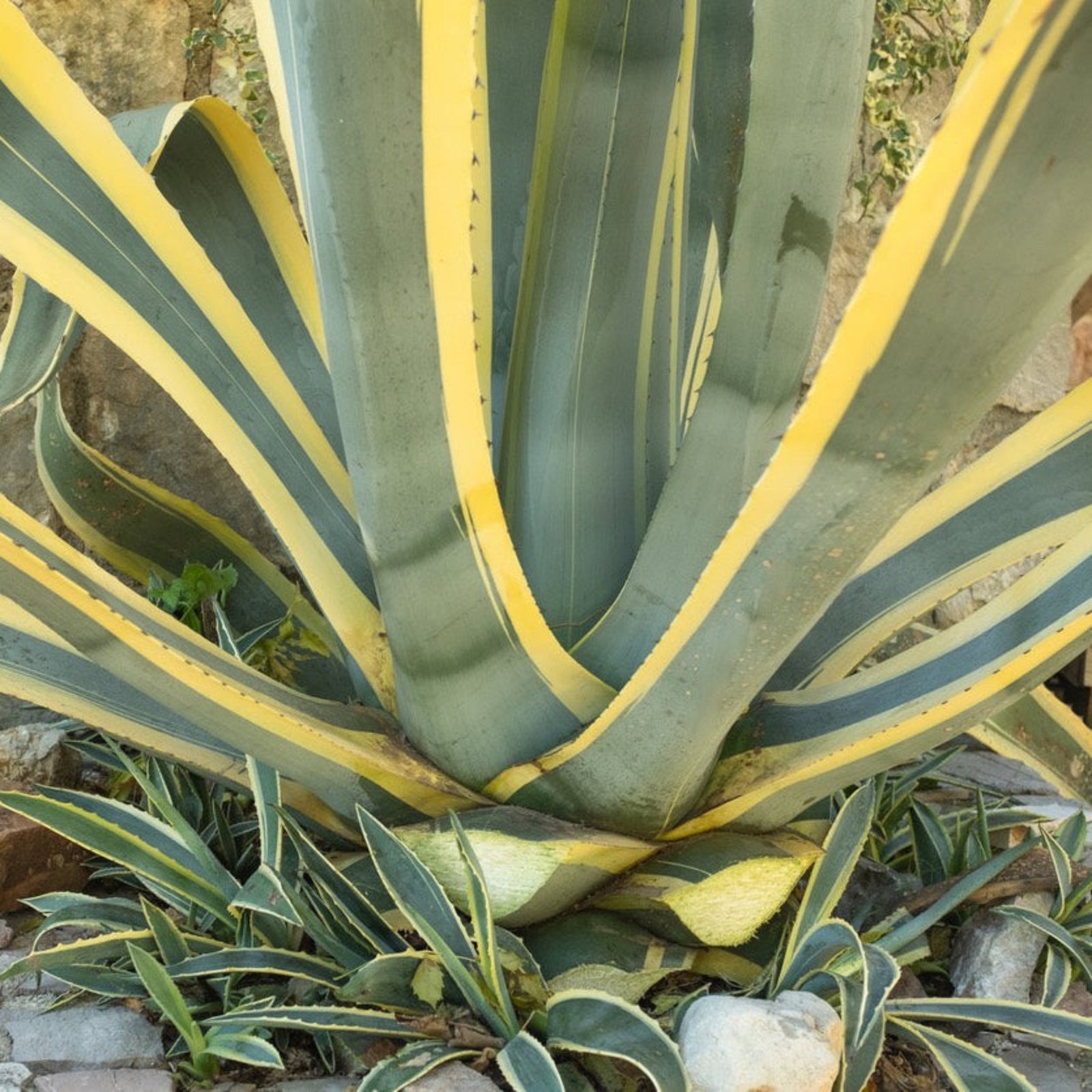 Agave Americana Variegata Hover