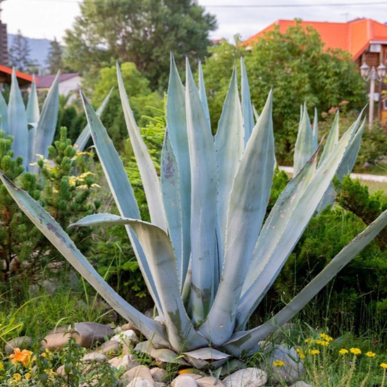 Agave Americana Hover
