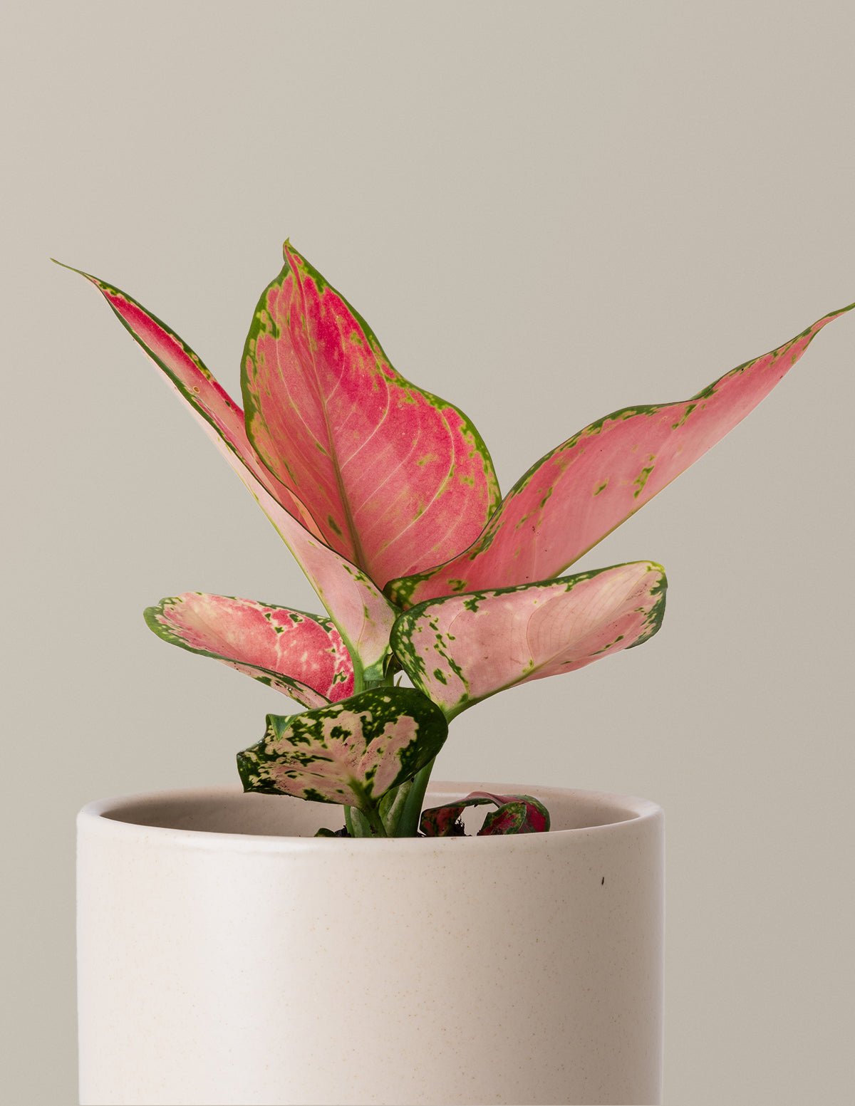 Aglaonema Beauty Hover