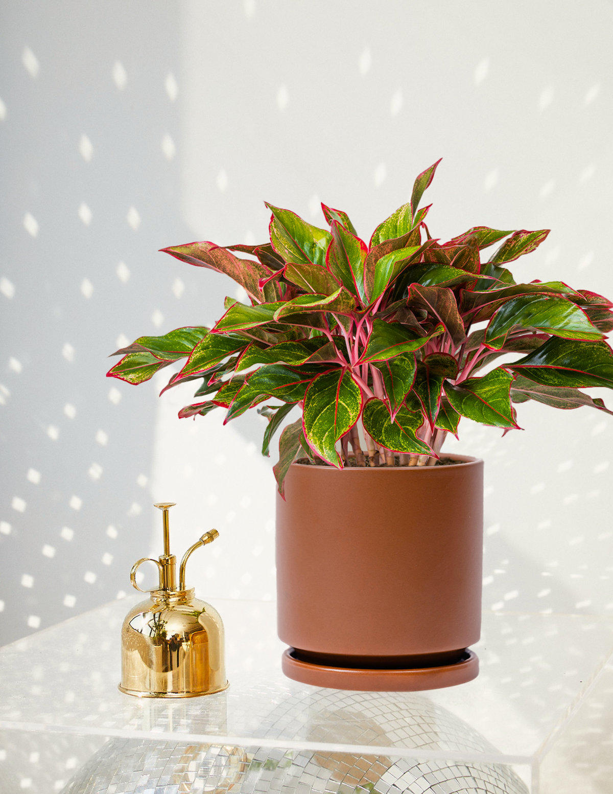 Aglaonema Siam Hover