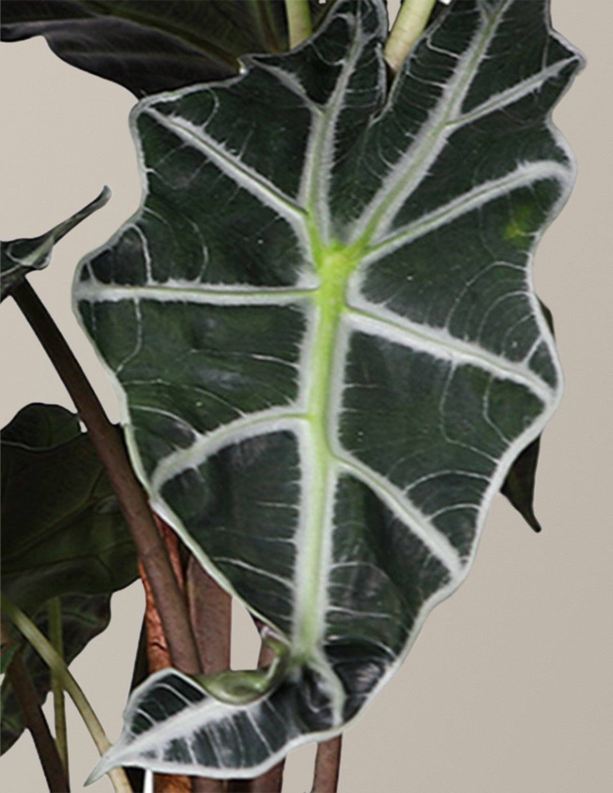 Alocasia Amazonica Hover