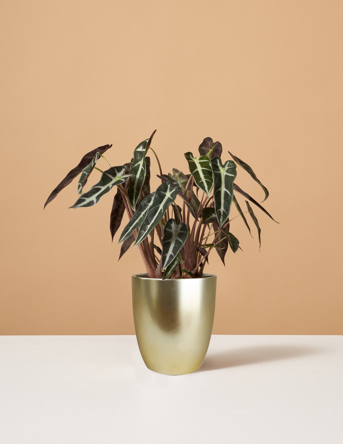 Alocasia Bambino Hover