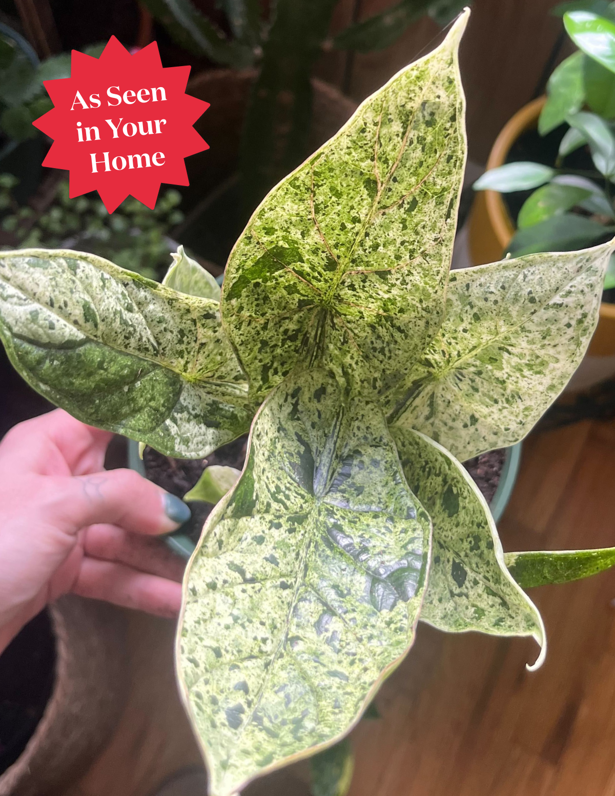 Alocasia Green Mint Hover