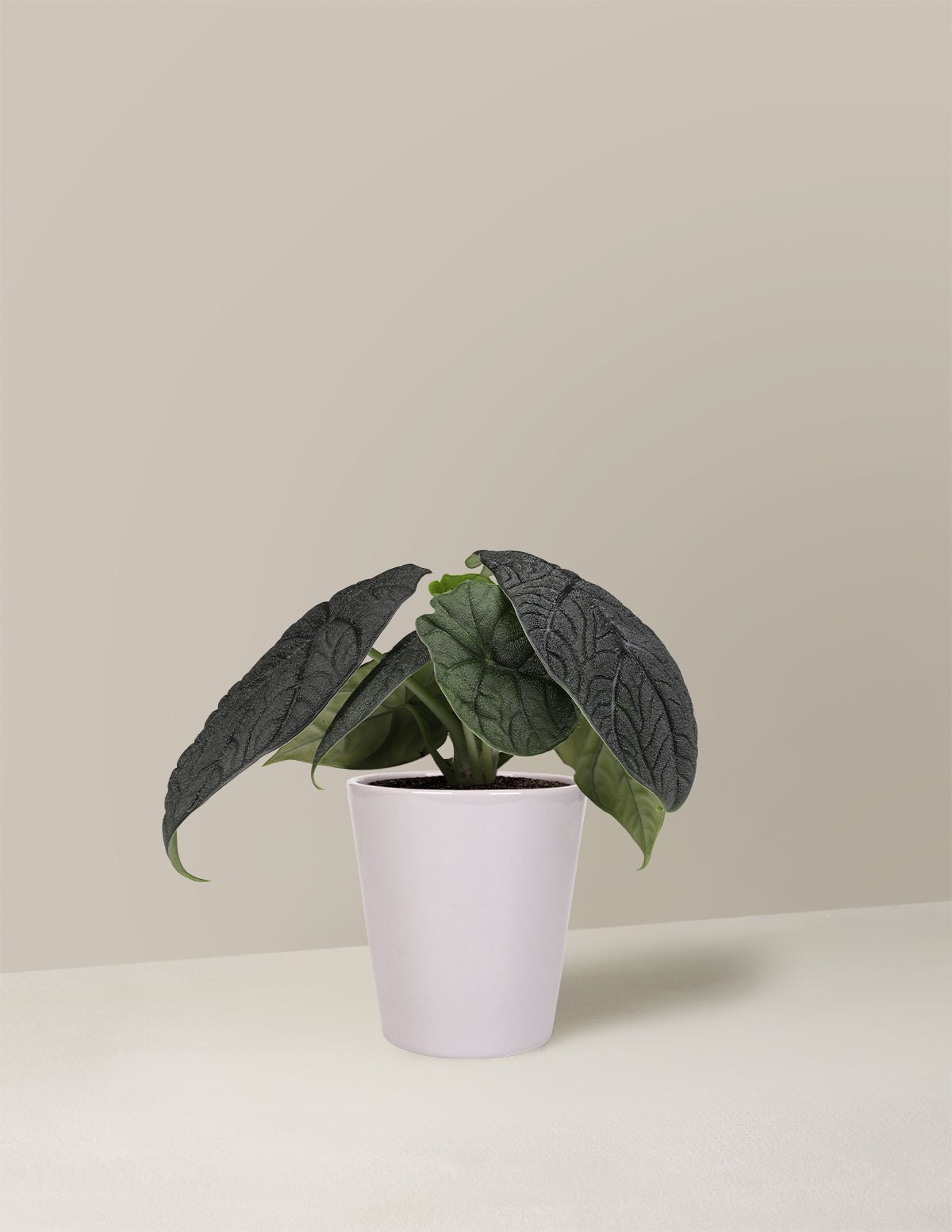 Alocasia Melo Hover