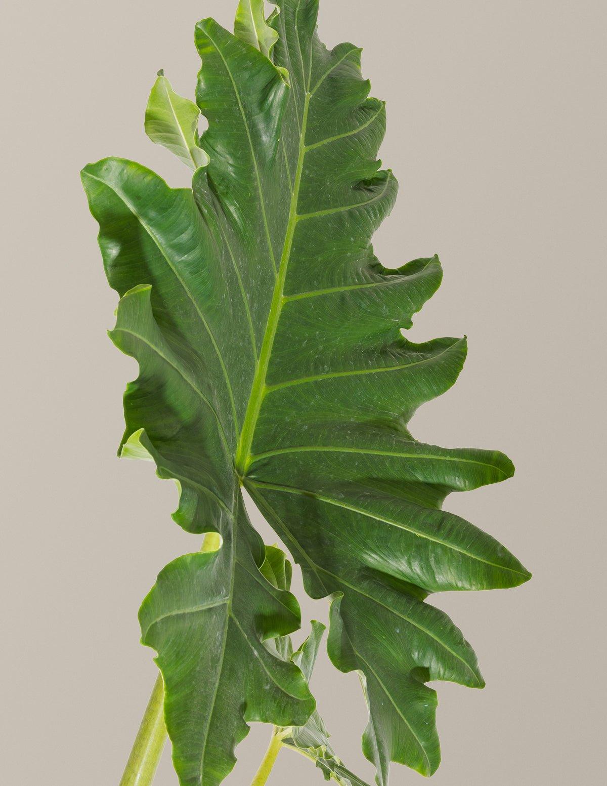 Alocasia Portora Hover