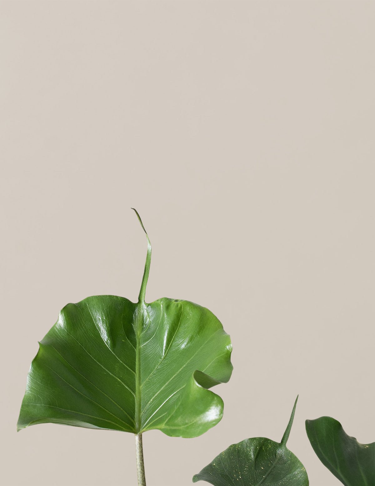 Alocasia Stingray Hover