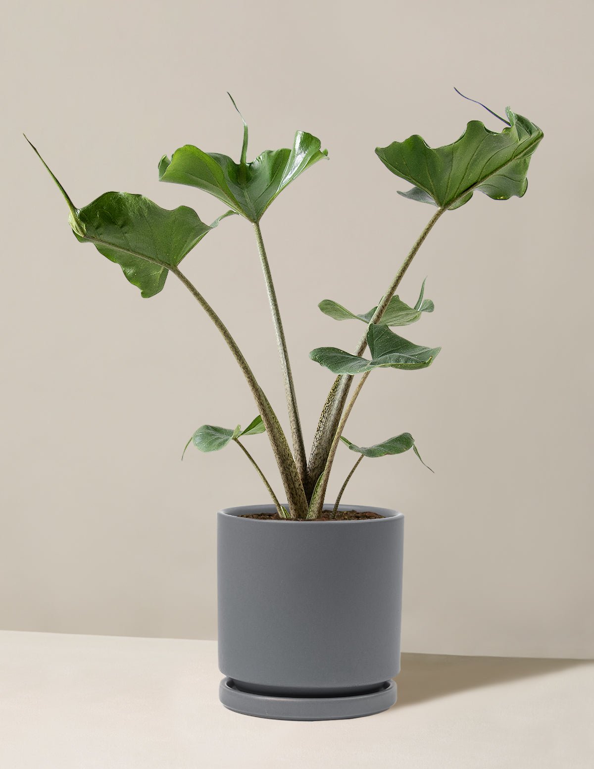 Gallery Image 6