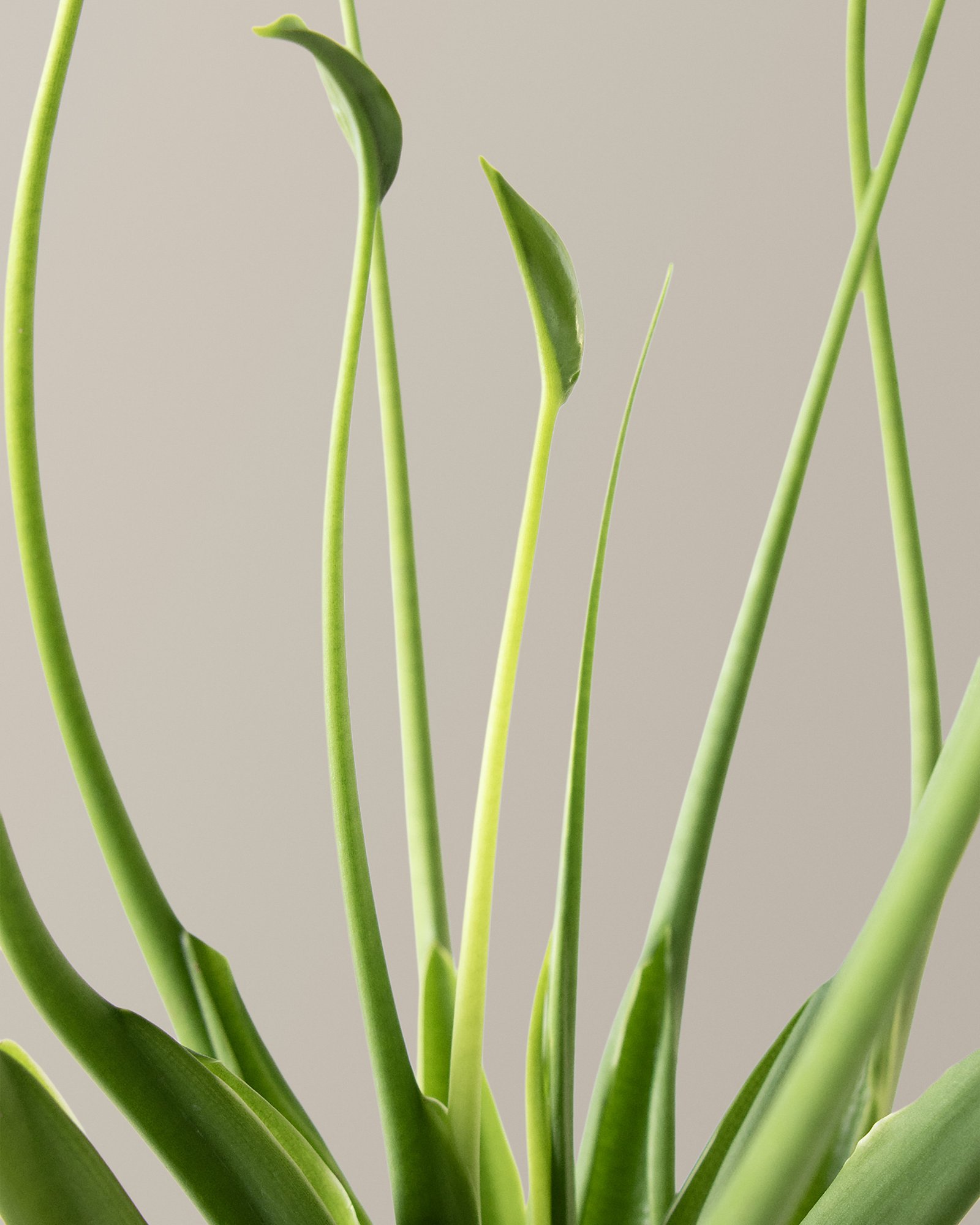 Alocasia Tiny Dancer Hover
