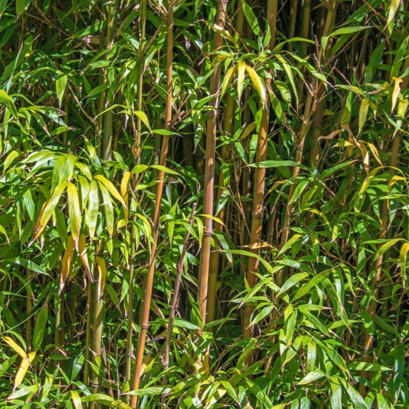 Alphonse Karr Bamboo Hover