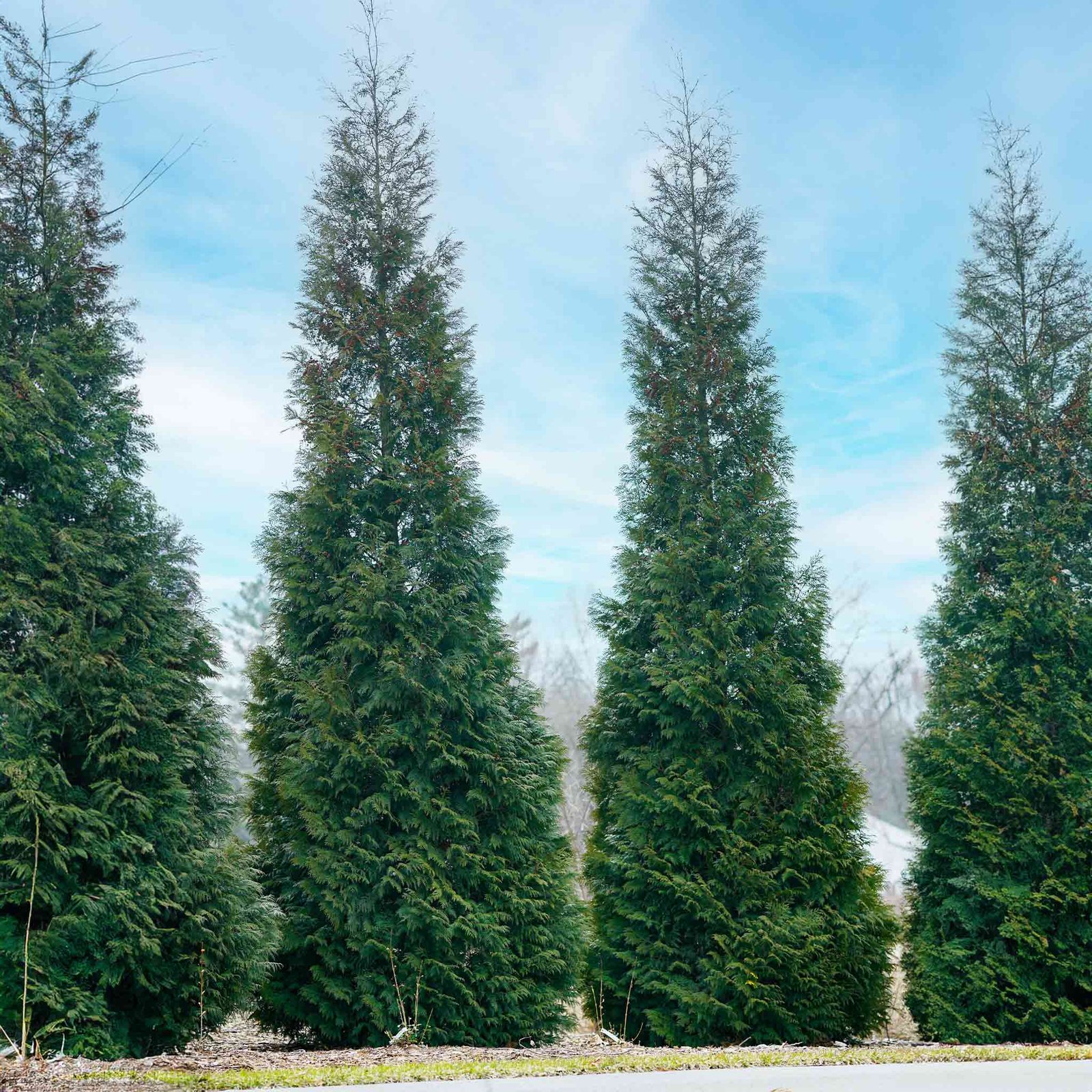 American Pillar Thuja Hover