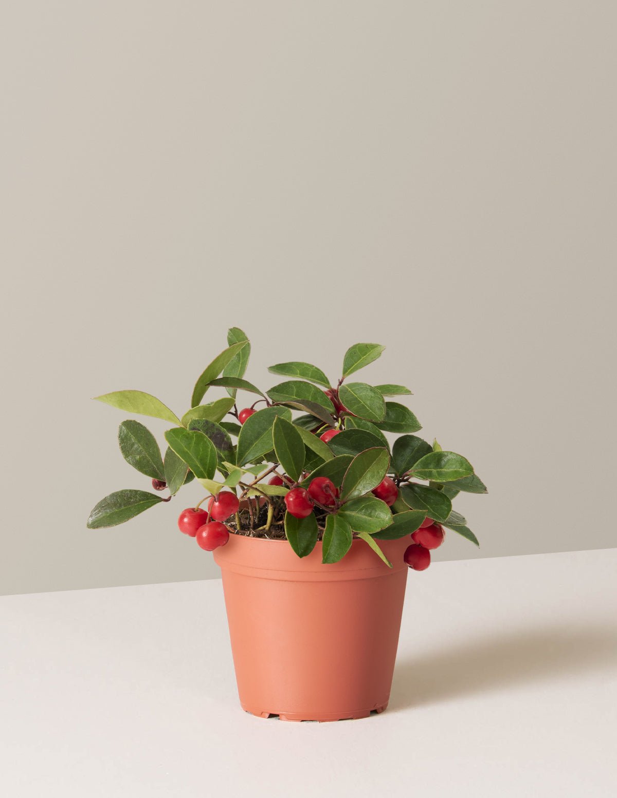 Wintergreen Cherry Berries Hover