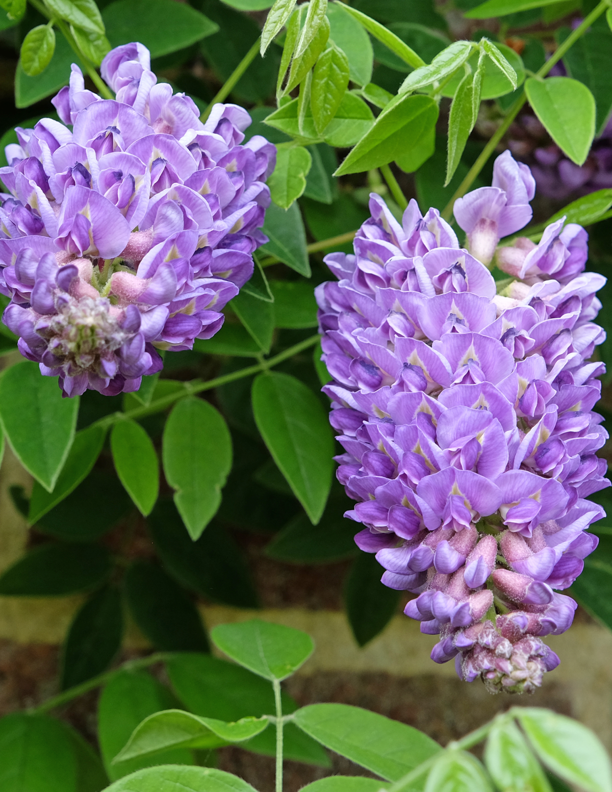 Amethyst Falls Wisteria Hover