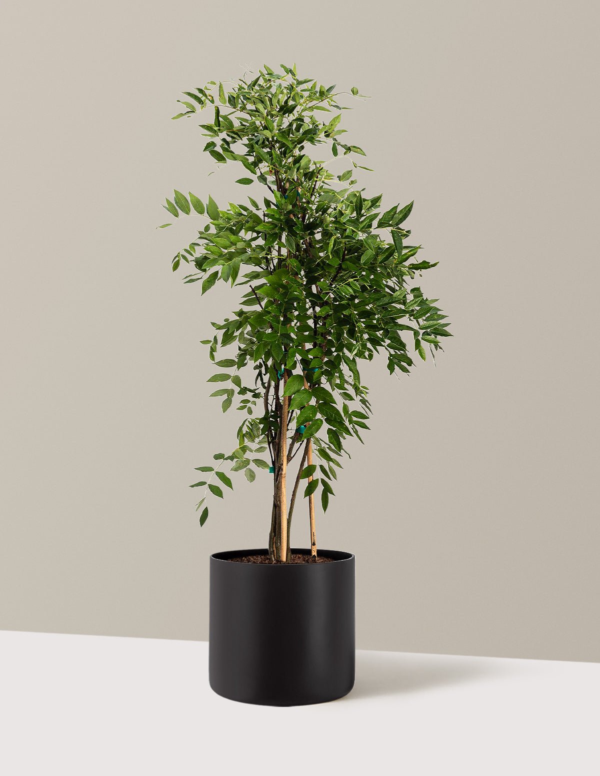 Gallery Image 13