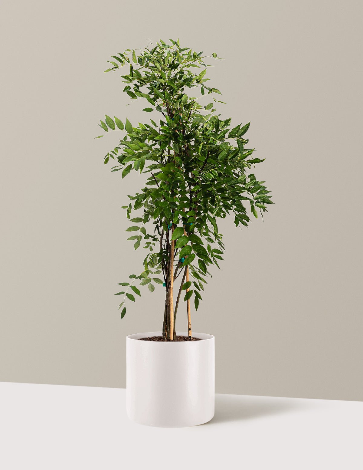 Gallery Image 15
