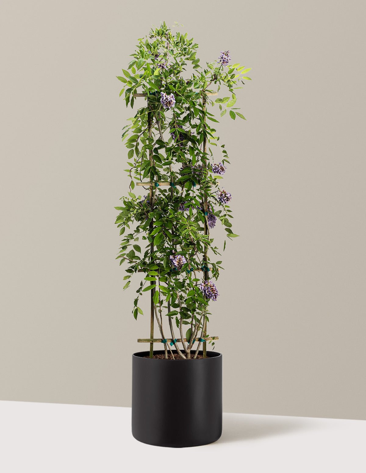 Gallery Image 20