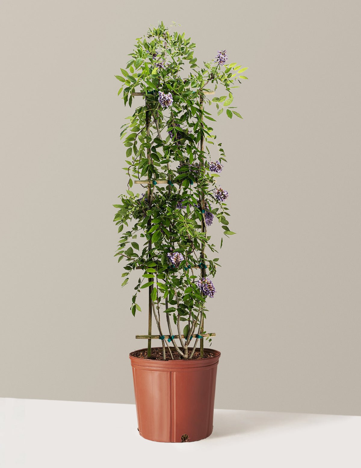 Gallery Image 23
