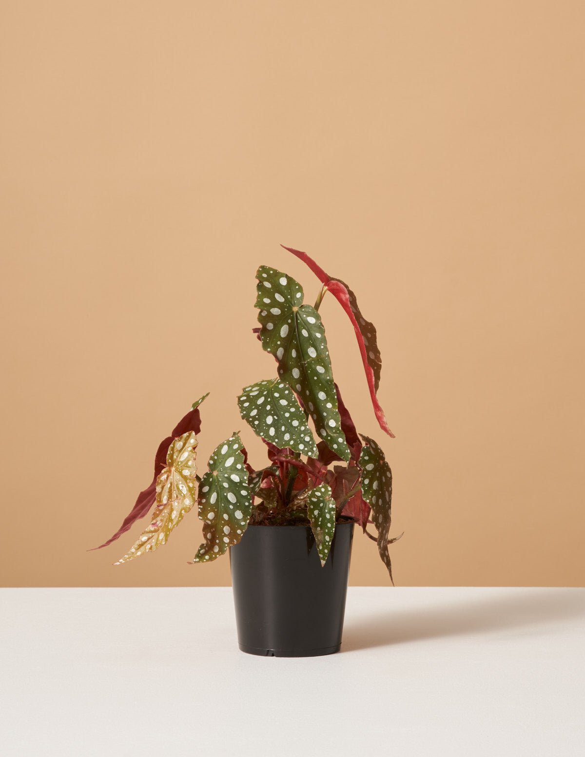 Angel Wings Begonia Hover