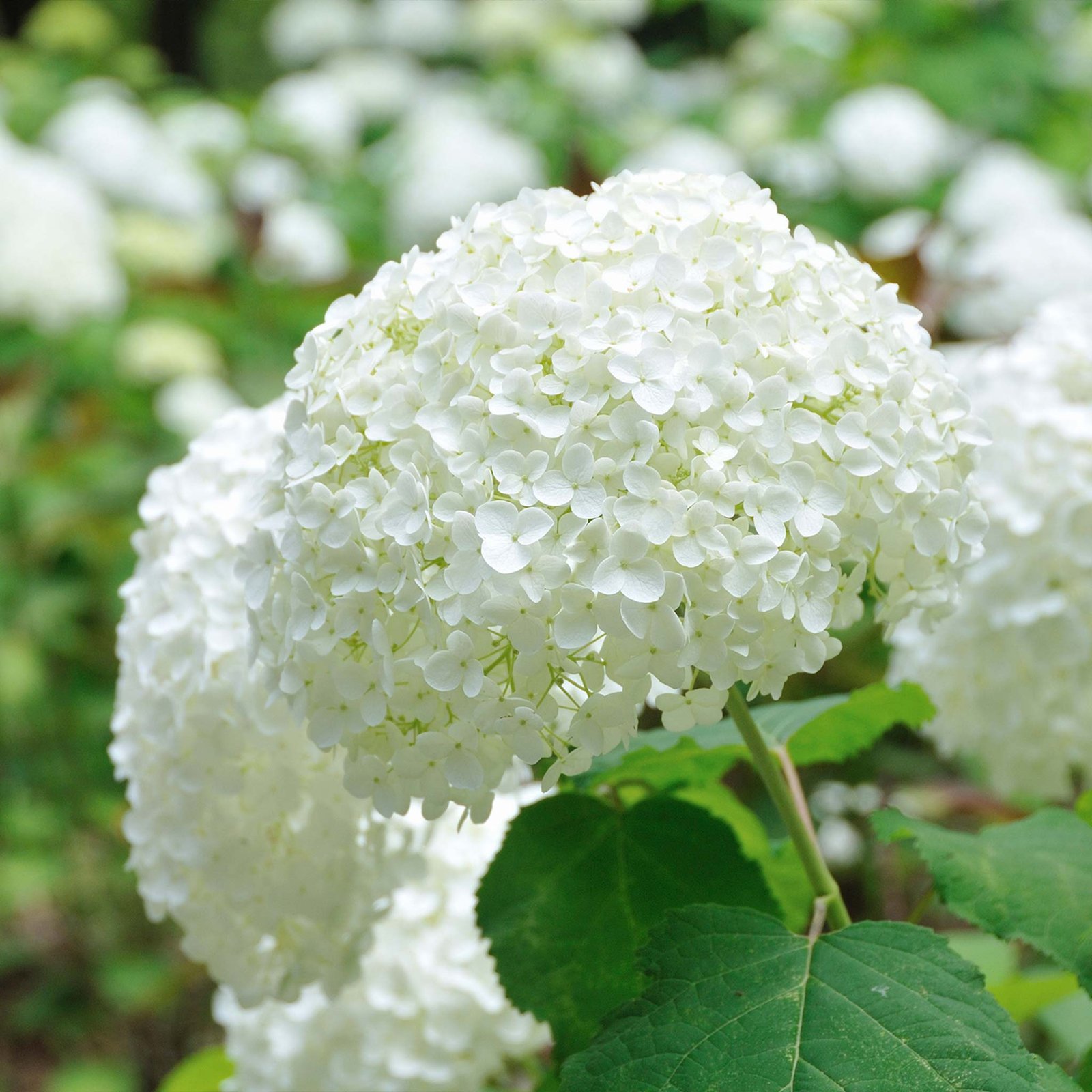 Annabelle Hydrangea Hover