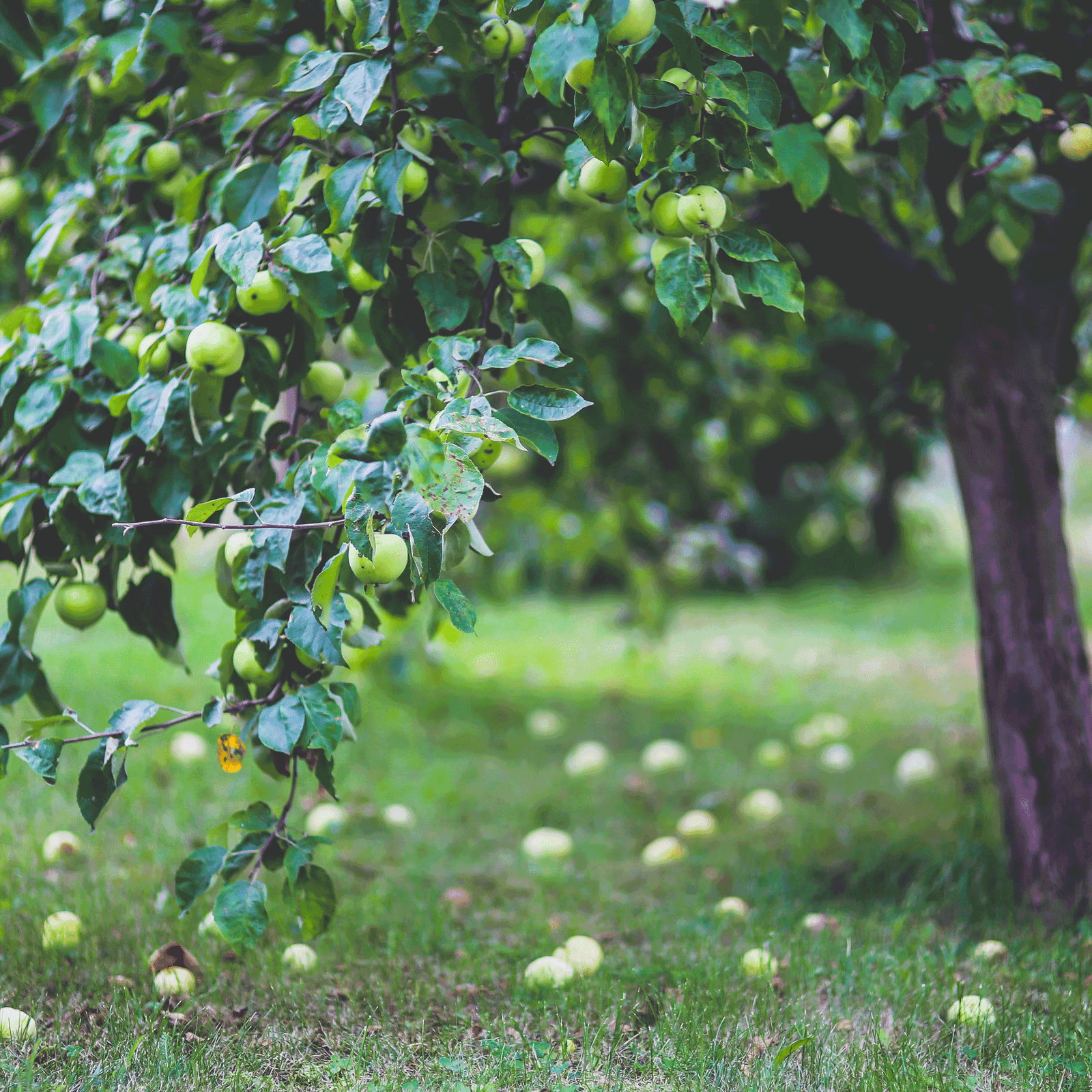 Apple Orchard Hover