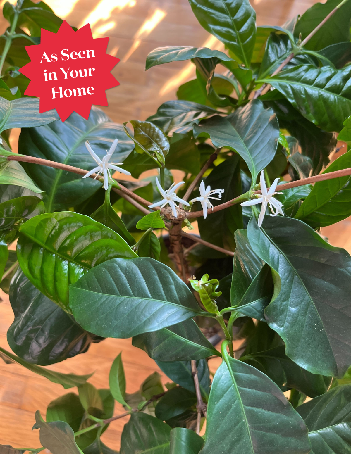 Arabica Coffee Plant Hover