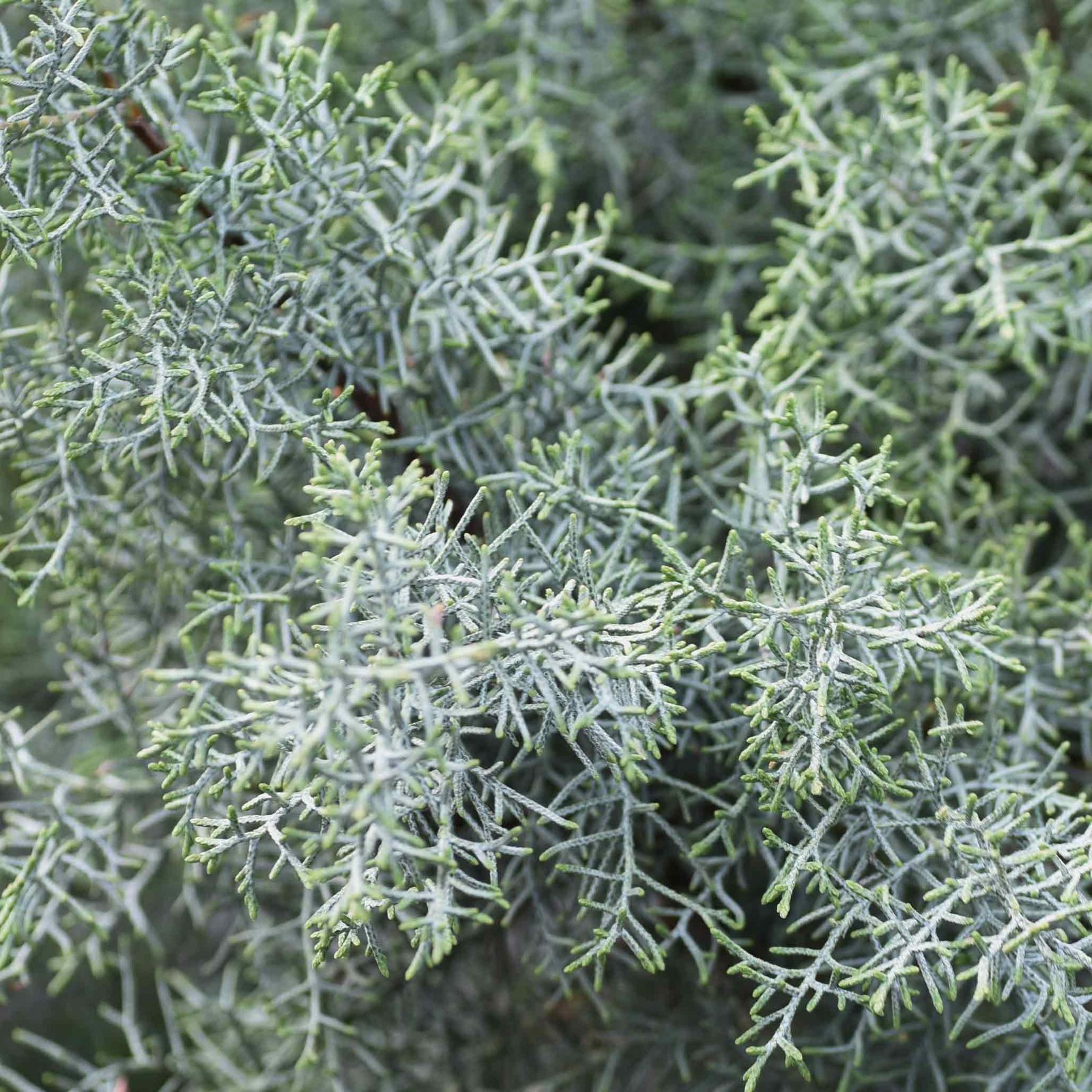 Arizona Cypress - Carolina Sapphire Hover