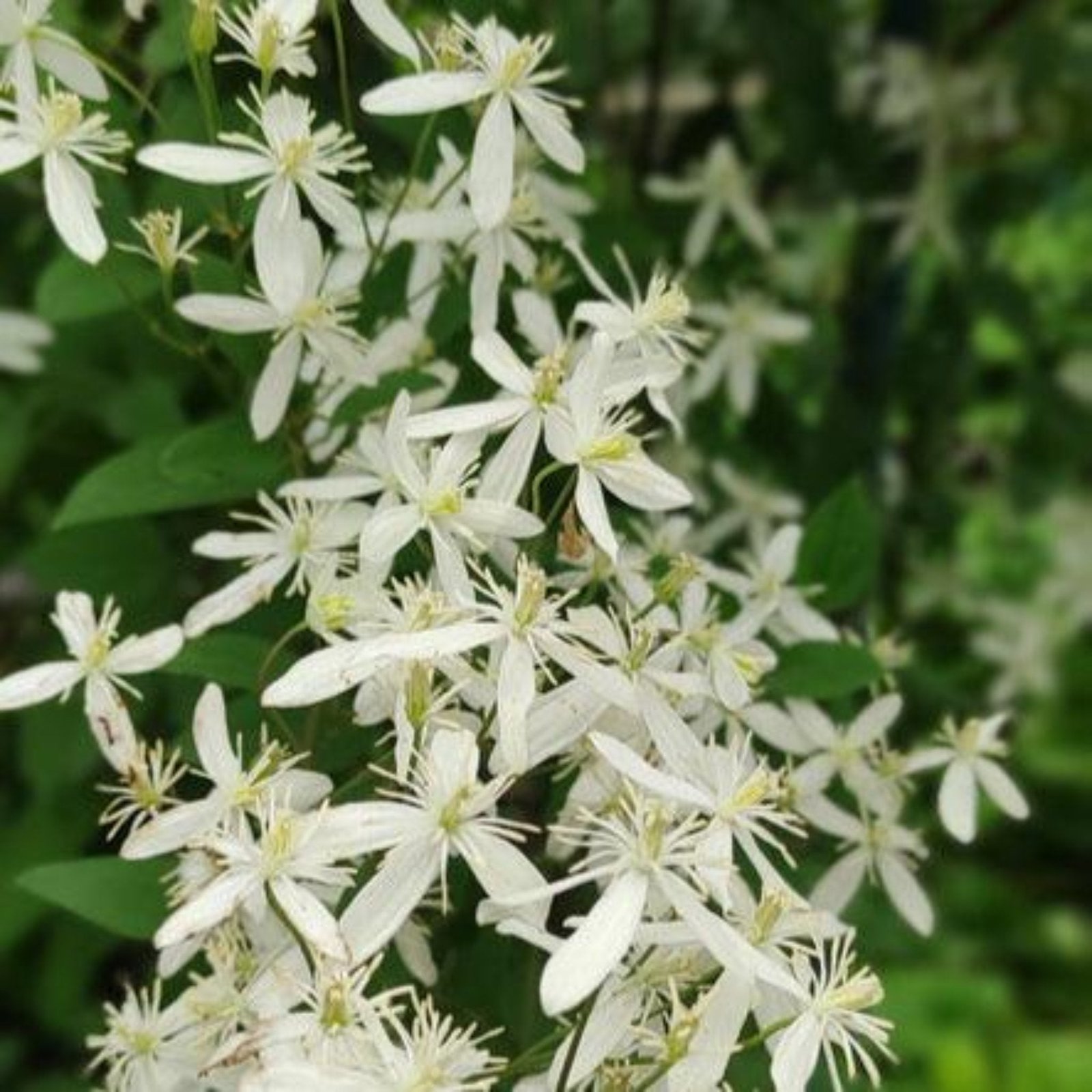 Armandii Snowdrift Clematis Hover