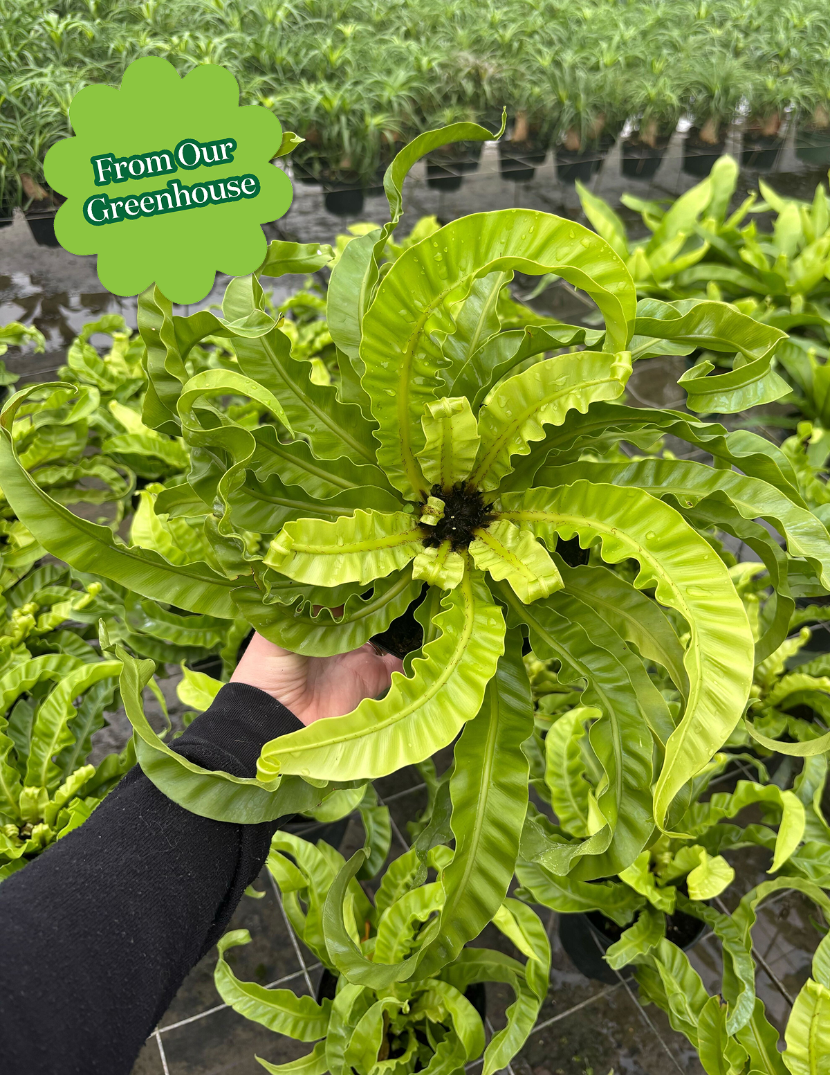 Hurricane Fern Hover