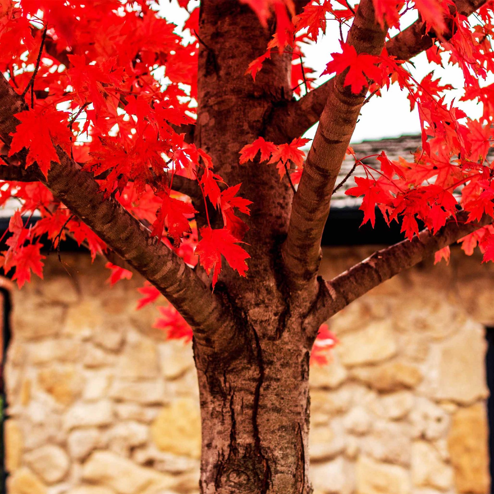 Autumn Blaze® Red Maple Tree Hover