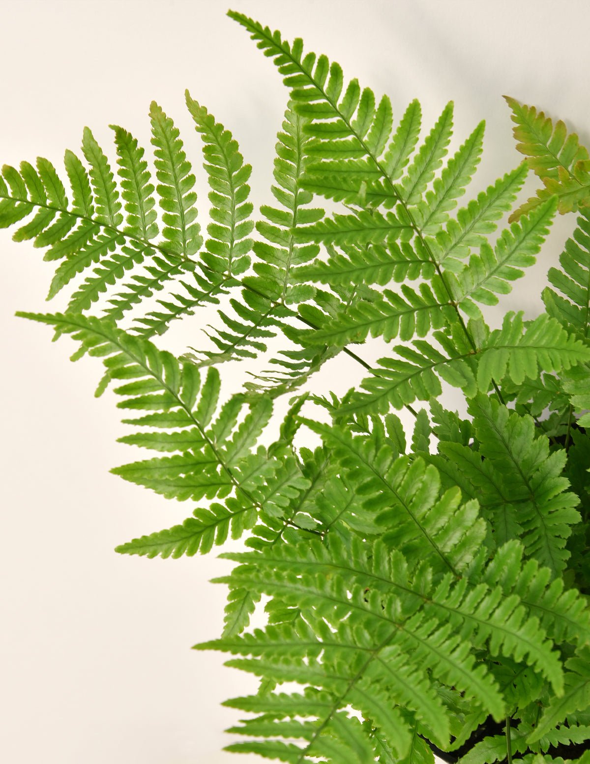 Japanese Shield Fern Hover