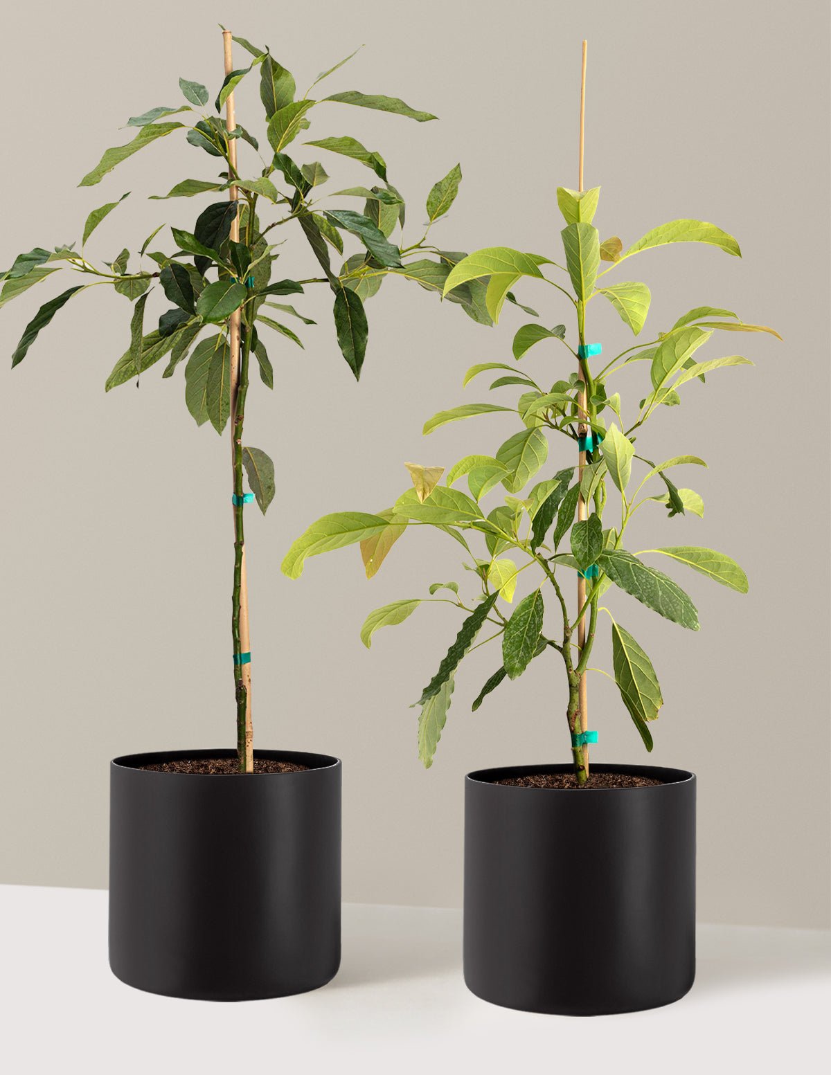Avocado Tree Bundle Hover