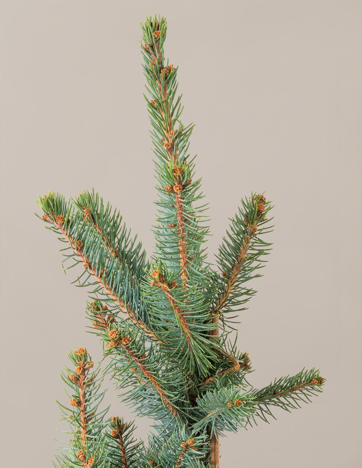 Baby Blue Eyes Spruce Hover